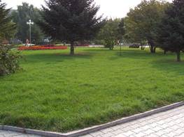 公園草坪